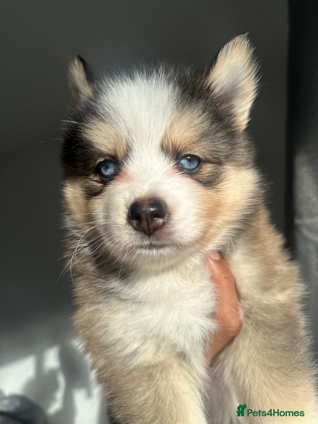 Pomsky dogs for sale: Family-Raised Pomsky Pups - Advert 32