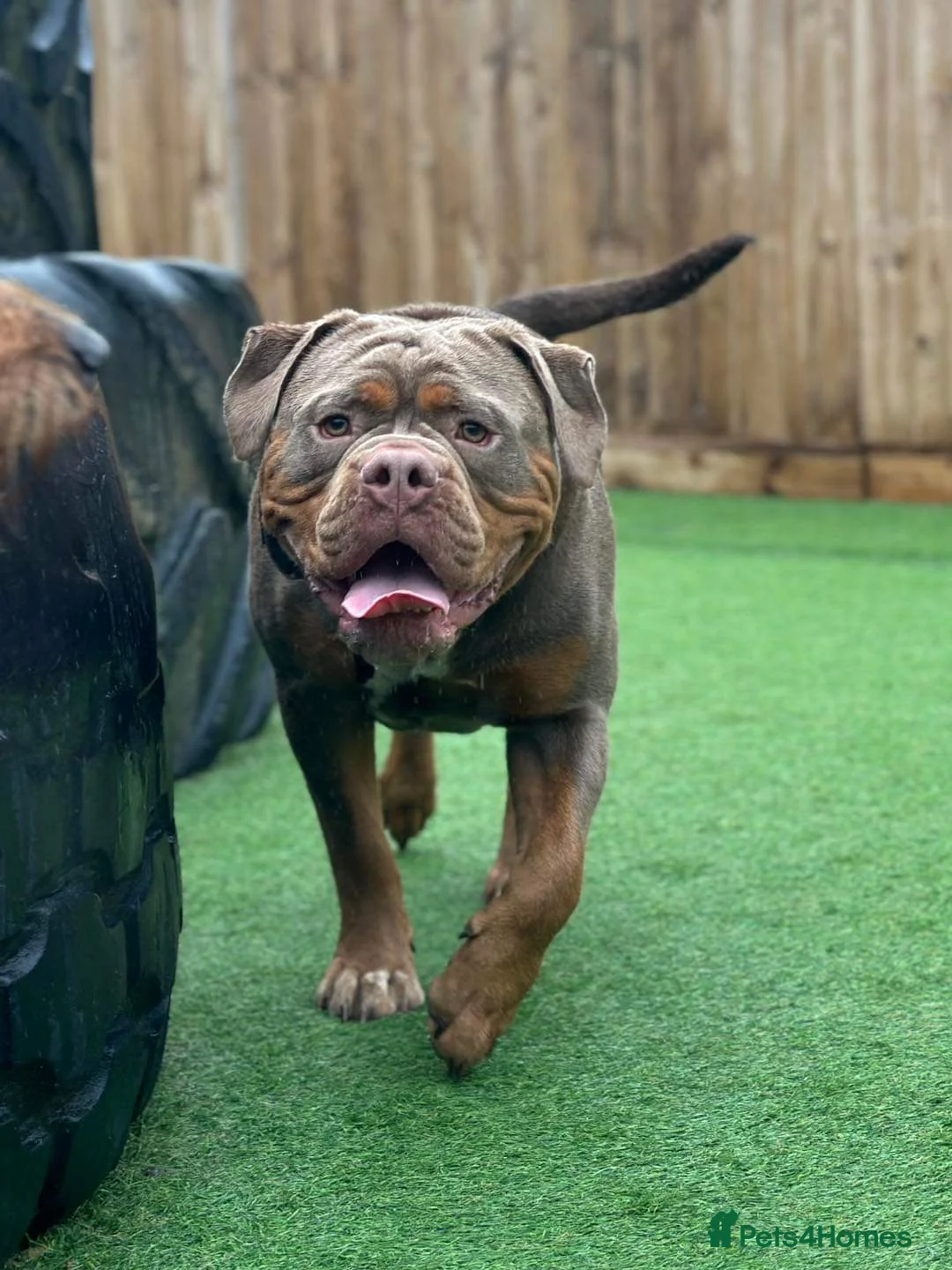 Olde English Bulldogge dogs for stud: Olde English Bulldogge for Stud - Winston in Thetford - Advert 16