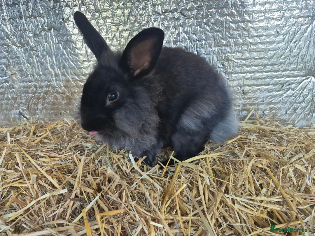 Lionhead rabbits for sale: Lionhead Female Bunny in Camborne - Advert 2