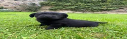 Labrador Retriever dogs for sale: KC Black Labradors - show type  - Advert 7