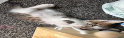 Maine Coon cats for sale: Mainecoon x bengal kittens - Advert 8