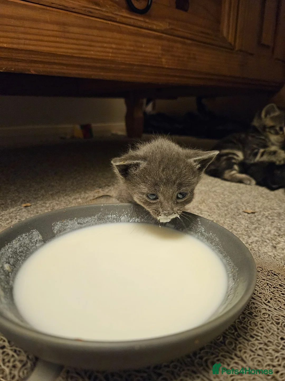 Russian Blue cats for sale: Pair of Beautiful Russian Blue Kittens - Advert 12
