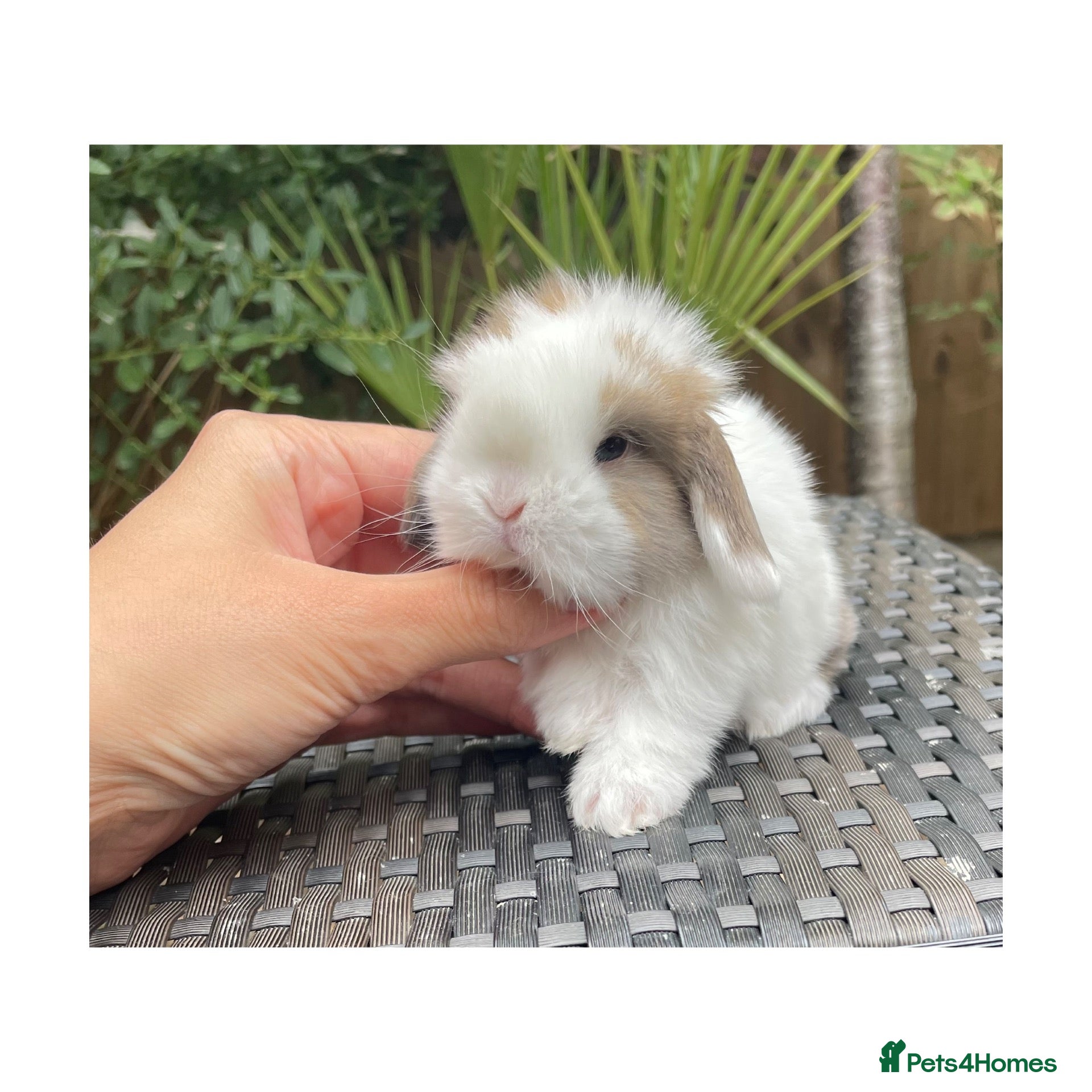 Mini Lop rabbits Beautiful mini lops  - Advert 1