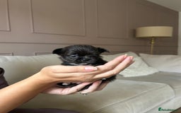 Chihuahua dogs for sale: ❤️stunning chihuahua pups❤️ - Image 5