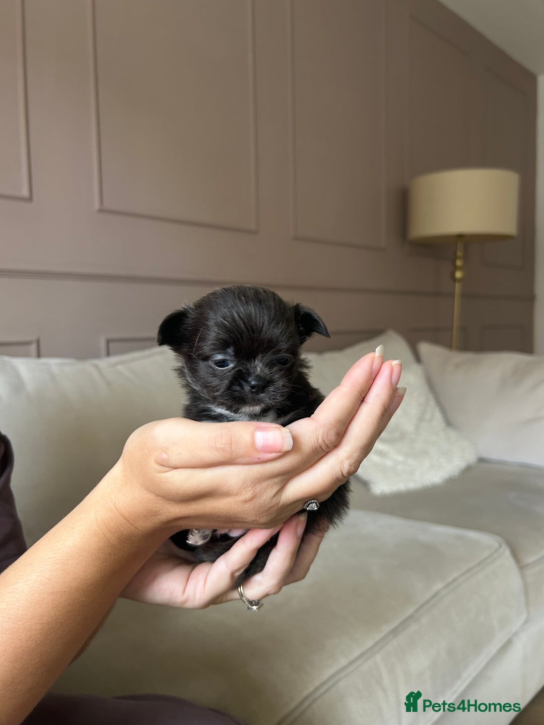 Chihuahua dogs for sale: ❤️stunning chihuahua pups❤️ - Image 5