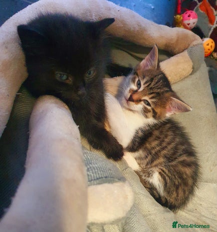 Mixed Breed cats 2 babies left - Advert 4