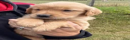 Golden Retriever dogs for sale: Beautiful KC Golden Retriever Puppies  - Advert 14