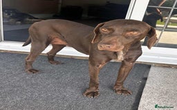 Mixed Breed dogs for adoption: Grace – a quiet, gentle soul needs forever home  - Image 10