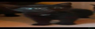 Domestic Shorthair 3