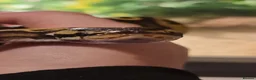 Python Snake reptiles for sale: Pastel Royal python - Advert 7