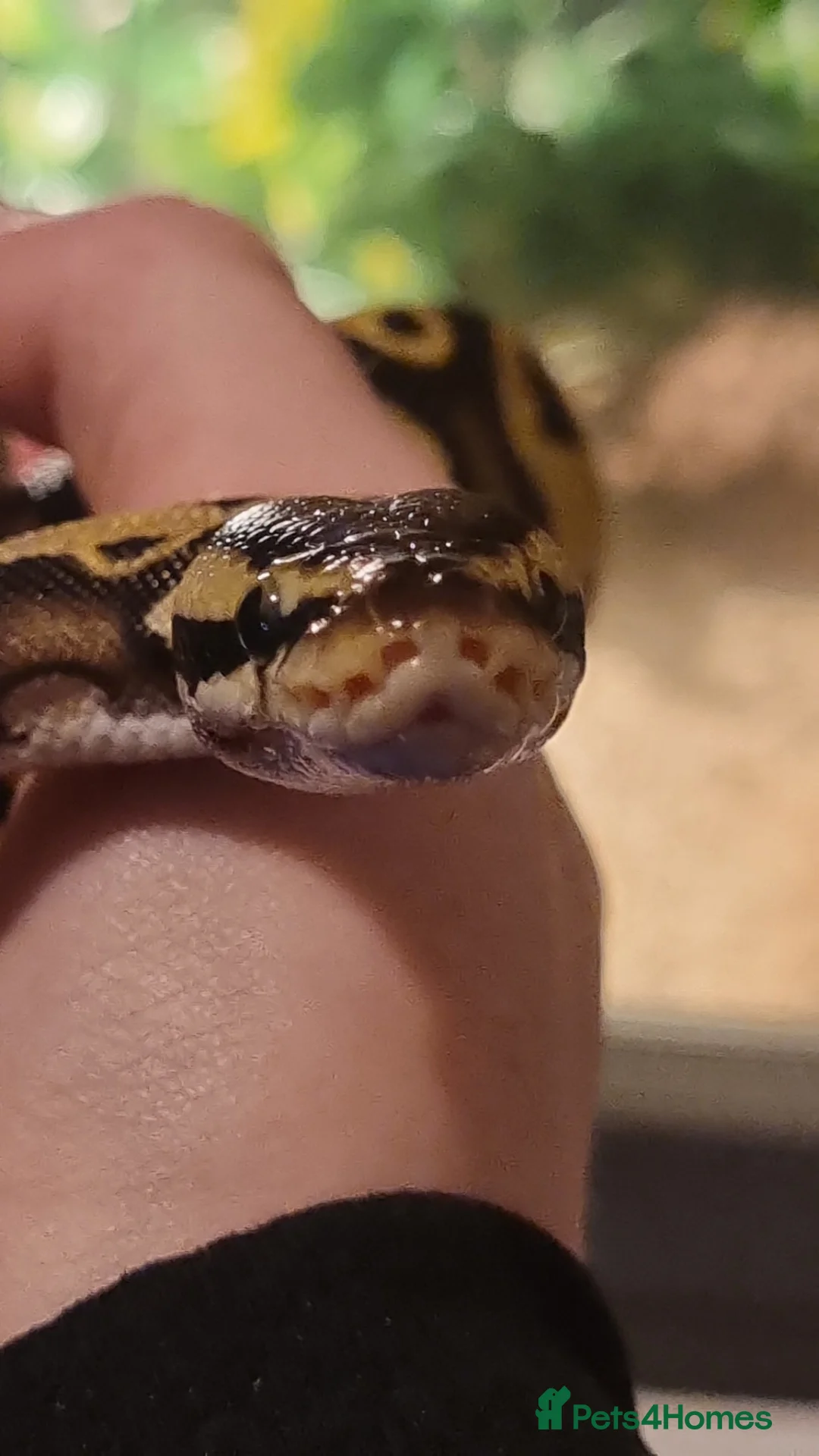 Python Snake reptiles for sale: Pastel Royal python - Advert 7