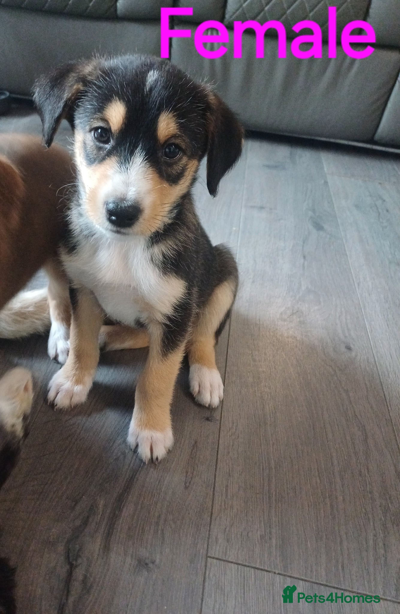 Mixed Breed dogs **Stunning Huskydoodles** - Advert 8