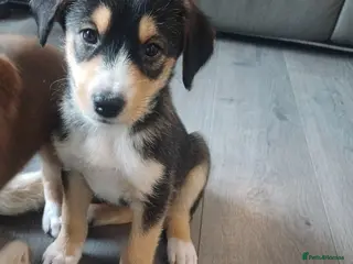 Mixed Breed dogs **Stunning Huskydoodles** - Advert 8