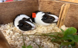 Guinea Pig rodents for sale: Boars and Sows - Image 10