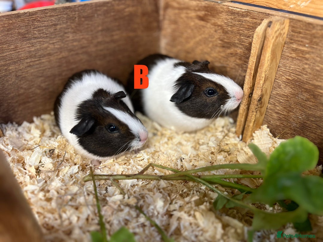 Guinea Pig rodents for sale: Boars and Sows - Image 10