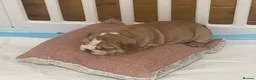English Bulldog dogs for sale: Outstanding Quality English Bulldog Puppies in Scarborough - Advert 2