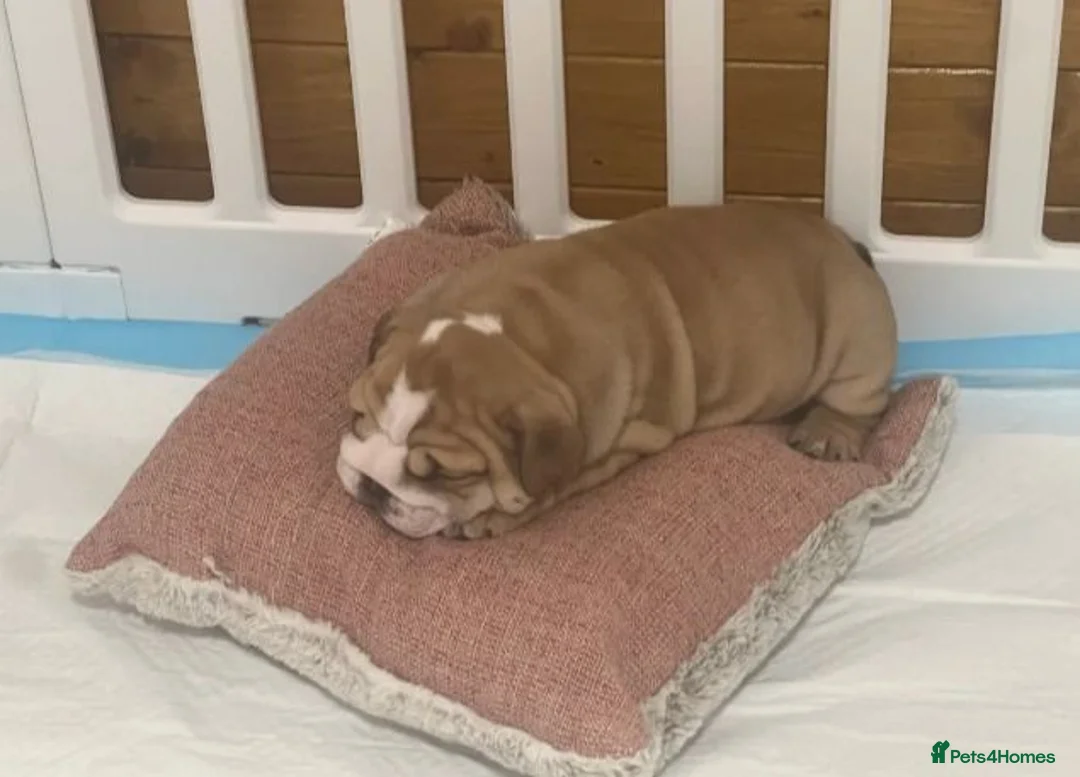 English Bulldog dogs for sale: Outstanding Quality English Bulldog Puppies in Scarborough - Advert 2