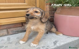 Mixed Breed dogs for sale: 🤎 BABY POOGLES (beagleXminiature poodle)🤎 in Rhayader - Image 13