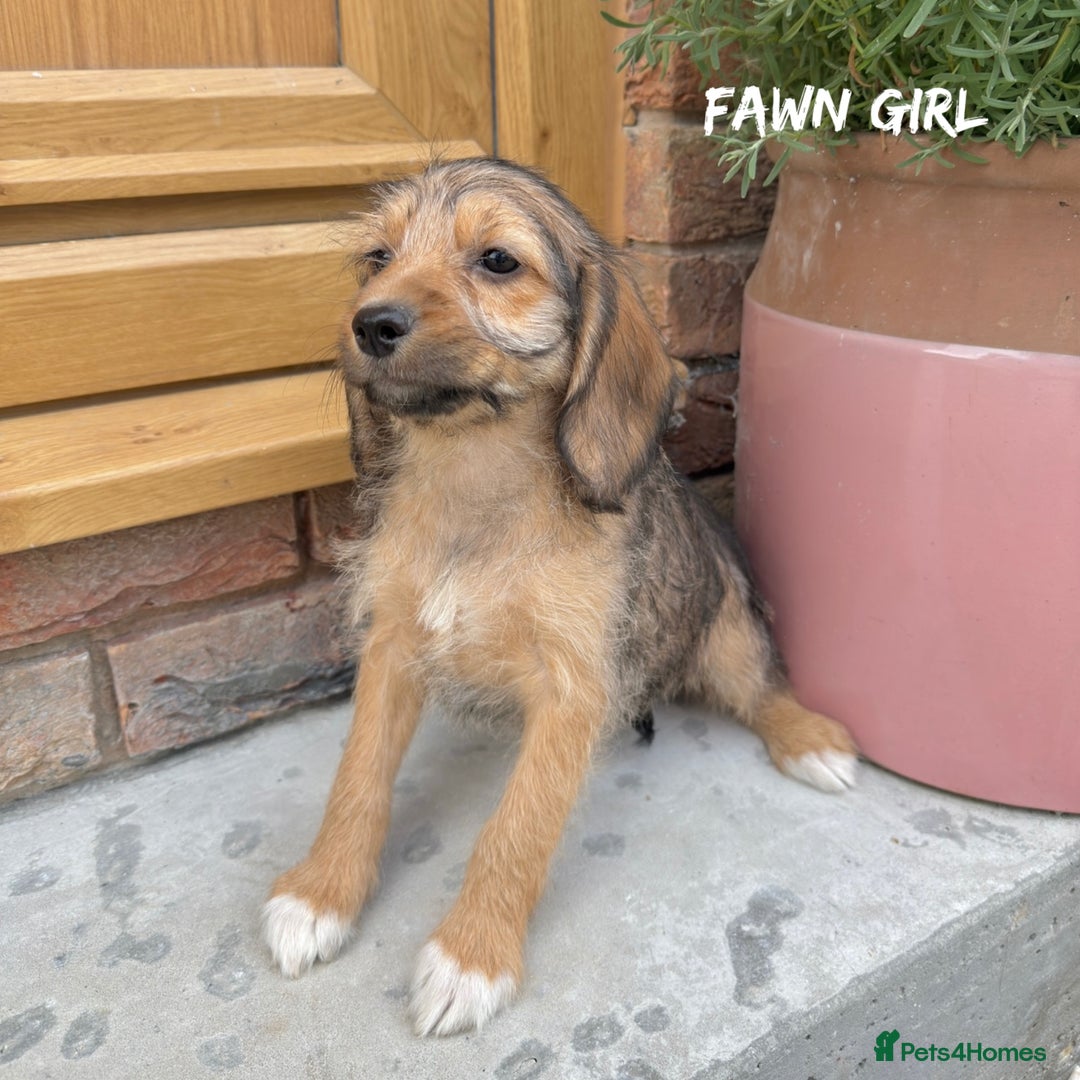 Mixed Breed dogs for sale: 🤎 BABY POOGLES (beagleXminiature poodle)🤎 in Rhayader - Image 13