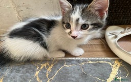 British Shorthair cats for sale: 3 KITTENS! - Image 7