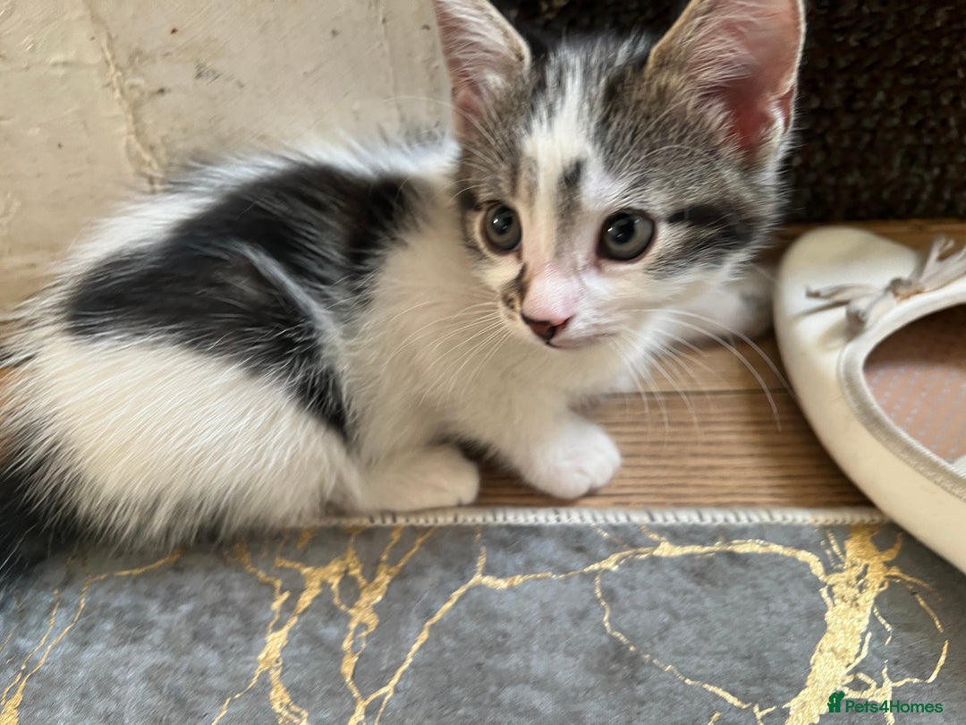 British Shorthair cats for sale: 3 KITTENS! - Image 7
