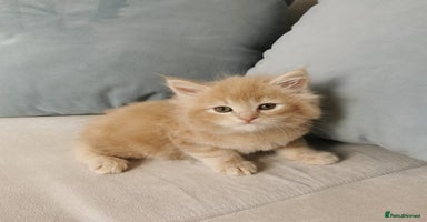 Maine Coon cats - Advert 11