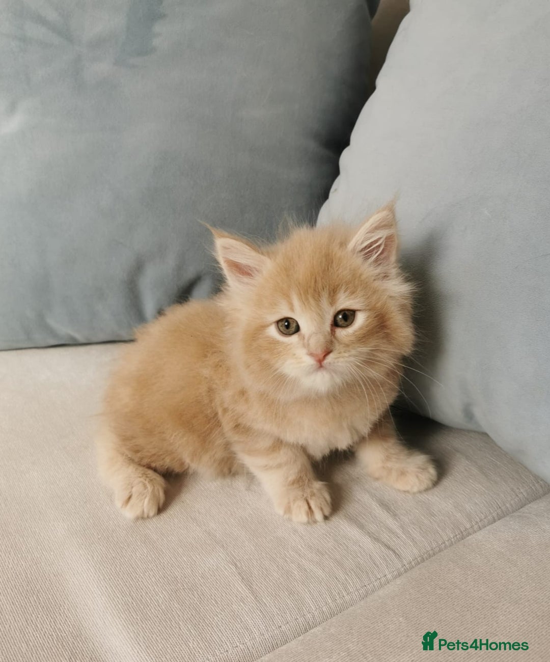 Maine Coon cats for sale: Big Chunky Maine Coon Kittens - Image 2