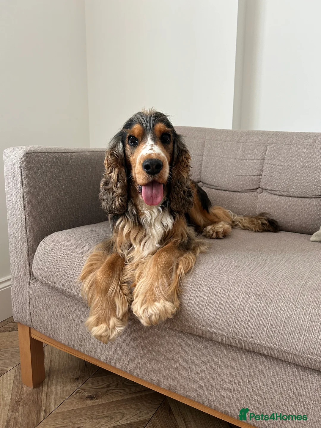 Cocker Spaniel dogs for stud: Show Cocker Spaniel for Stud– Tri Coloured Male 🐶 - Advert 4