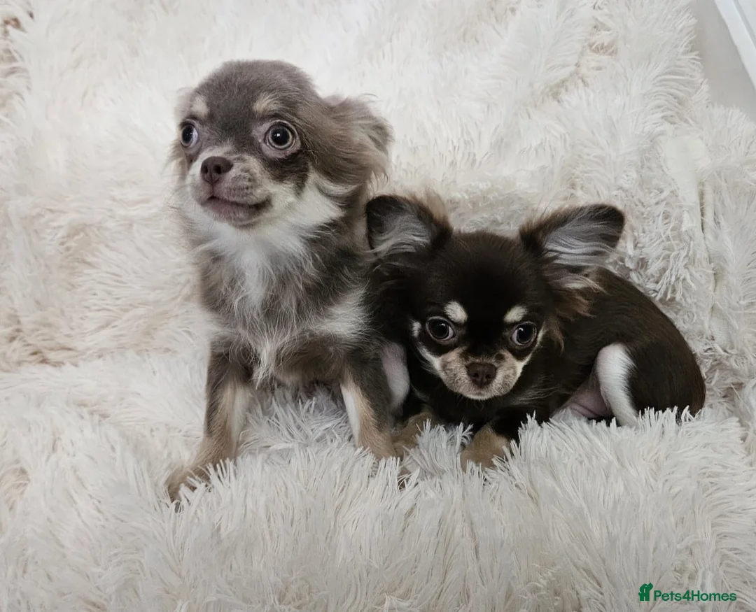 Chihuahua dogs for sale: Stunning long coat Russian girls.  - Advert 3