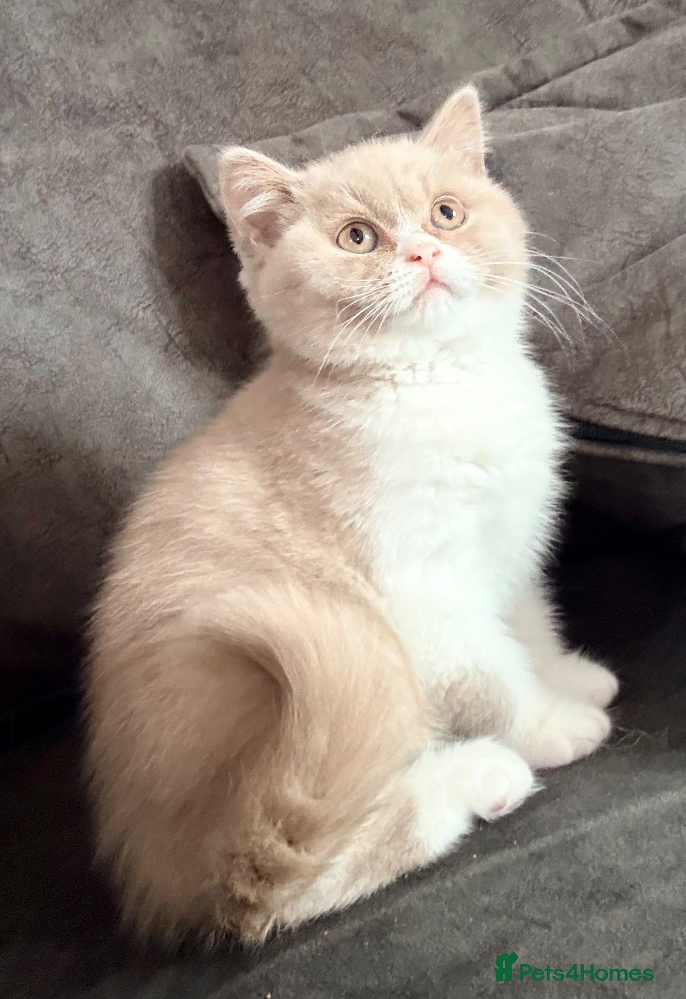 British Shorthair cats 💕Fawn Bi colour GCCF Registered Female💕  - Advert 3