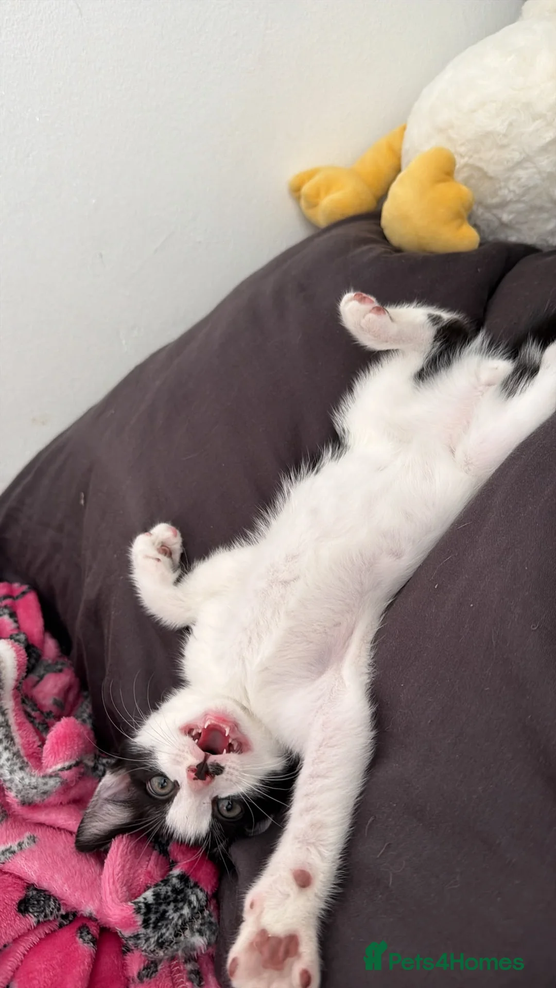 Mixed Breed cats for sale: Black and white kitten looking for homes  - Advert 5