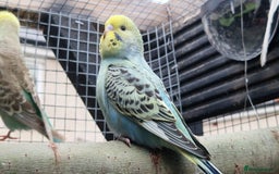 Budgerigars birds for sale: 3x baby budgie reseve only til 13th oct. From £45 - Image 12