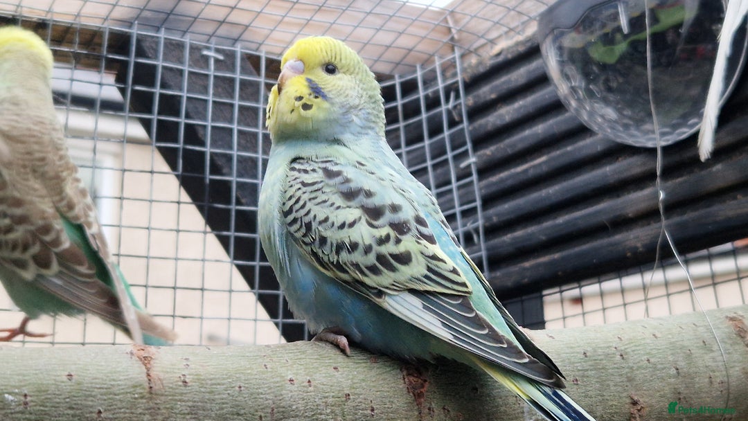 Budgerigars birds for sale: 3x baby budgie reseve only til 13th oct. From £45 - Image 12