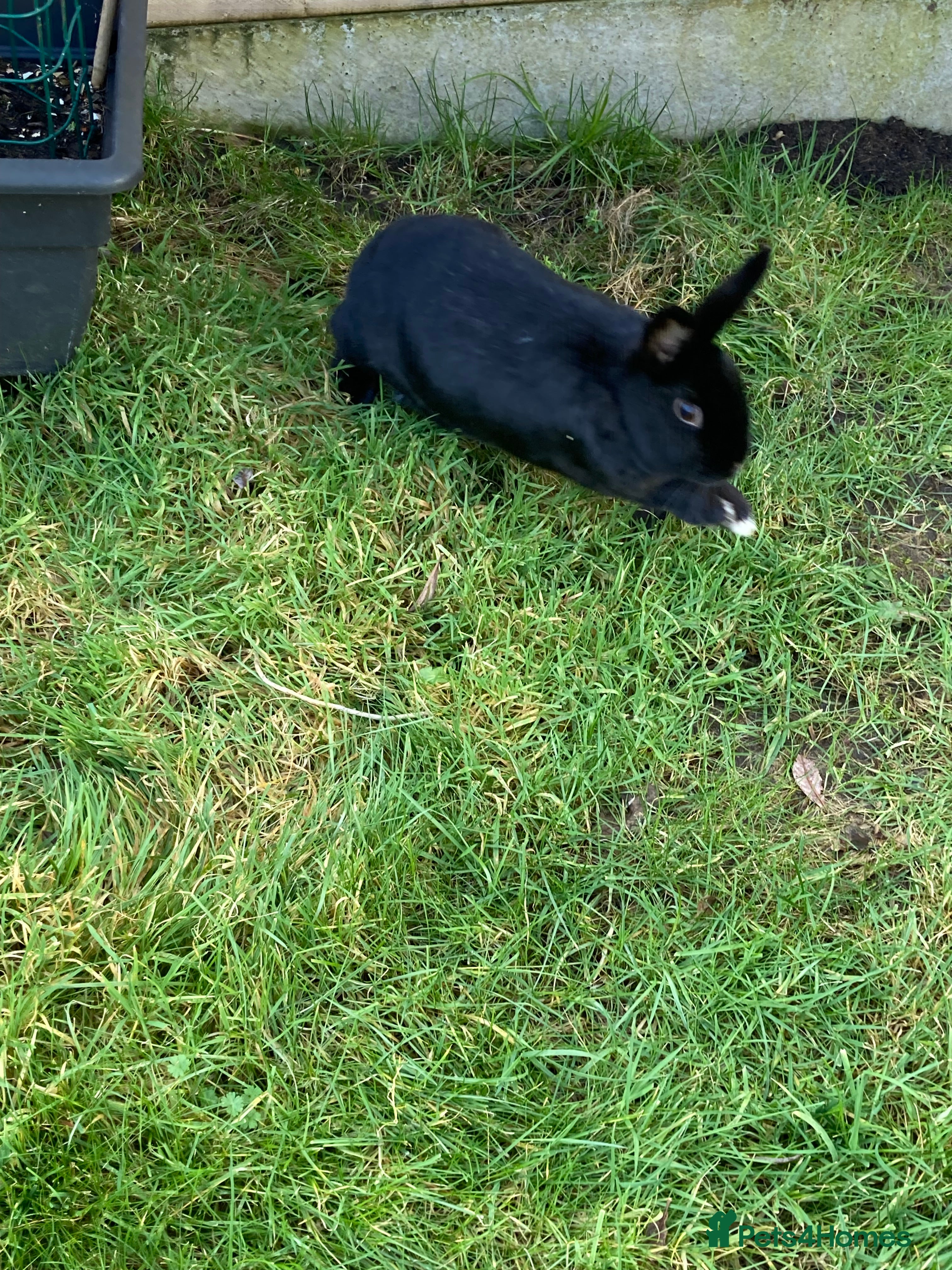 Havana rabbits Havana mixed breed rabbit - Advert 1