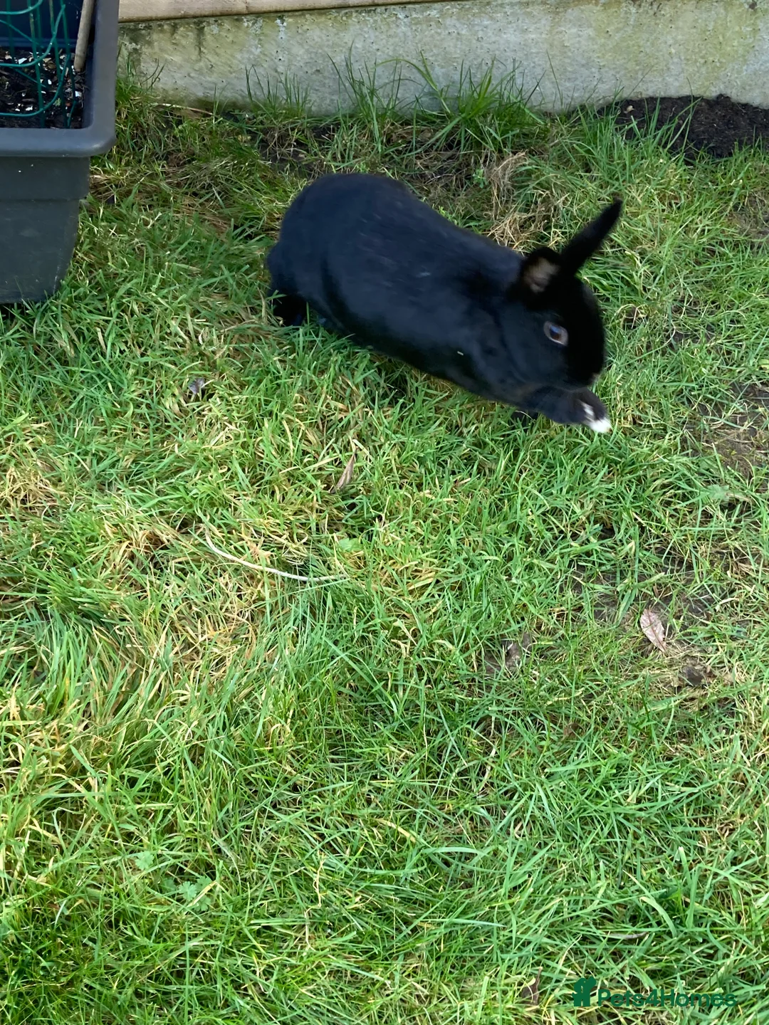 Havana rabbits for sale: Havana mixed breed rabbit - Advert 1