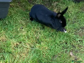 Havana rabbits Havana mixed breed rabbit - Advert 1