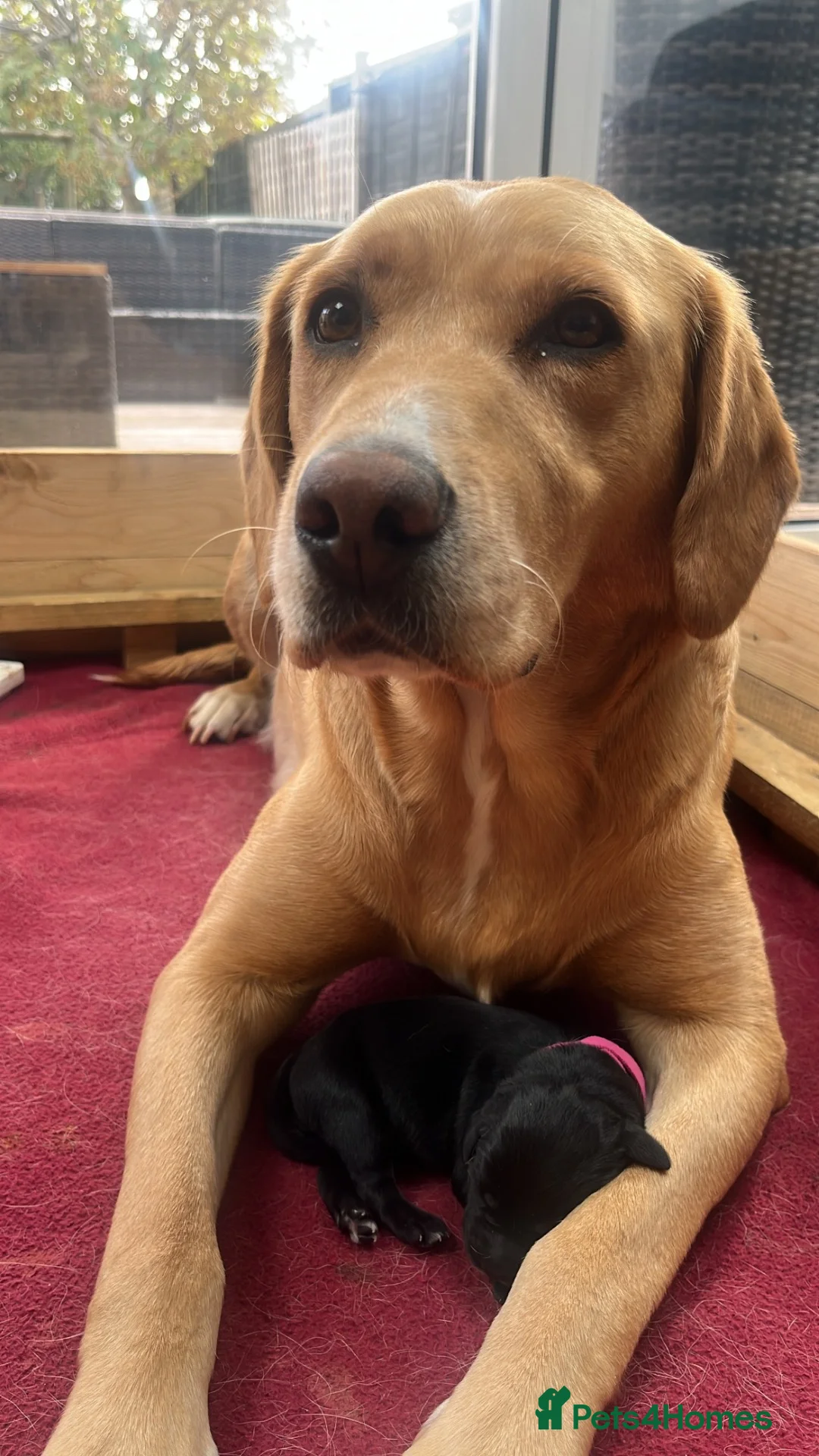 Labrador Retriever dogs for sale: Labrador Puppies in Southampton - Advert 1