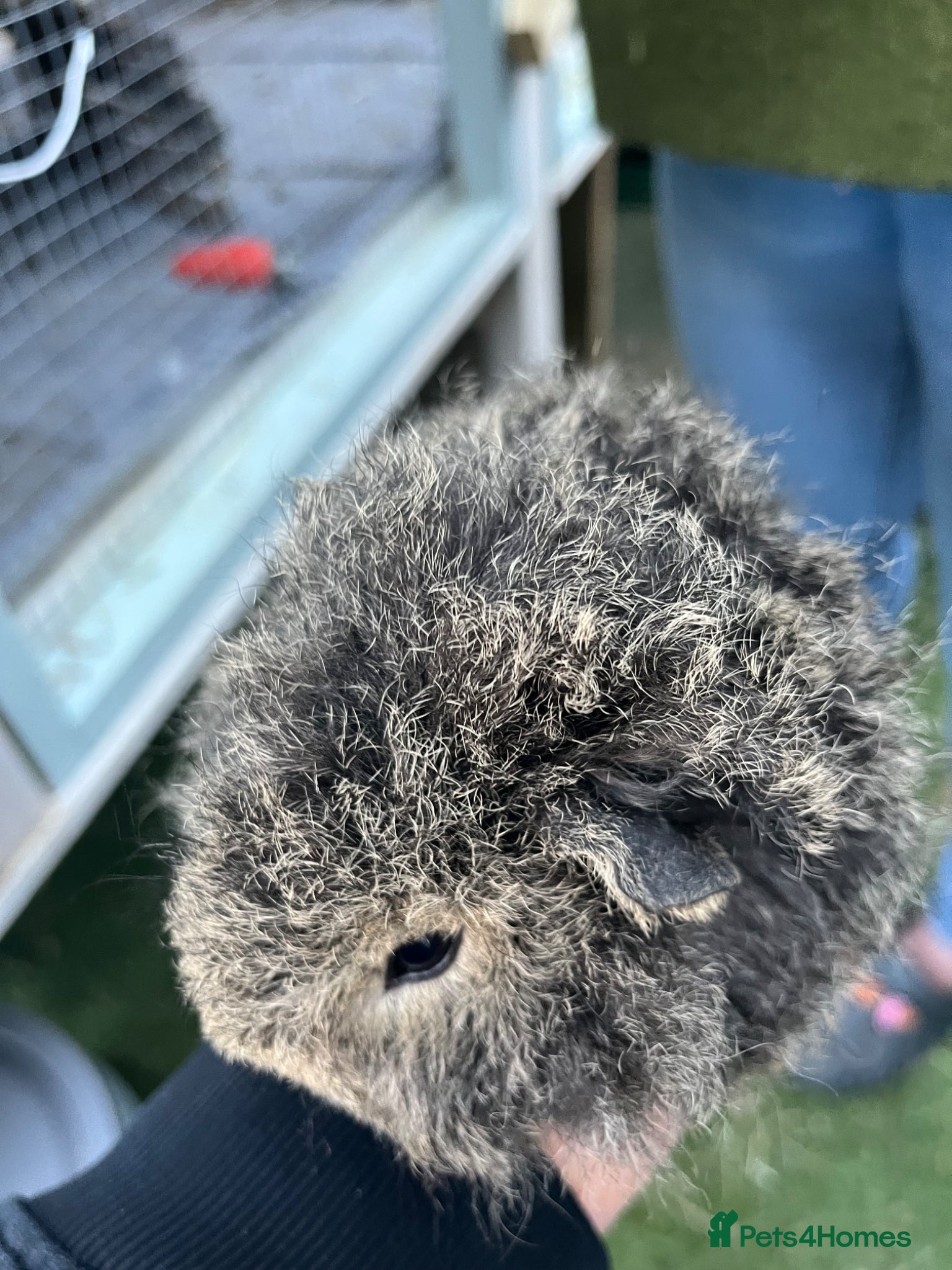 Guinea Pig rodents Pure bred texel Guinea Pig - Advert 2