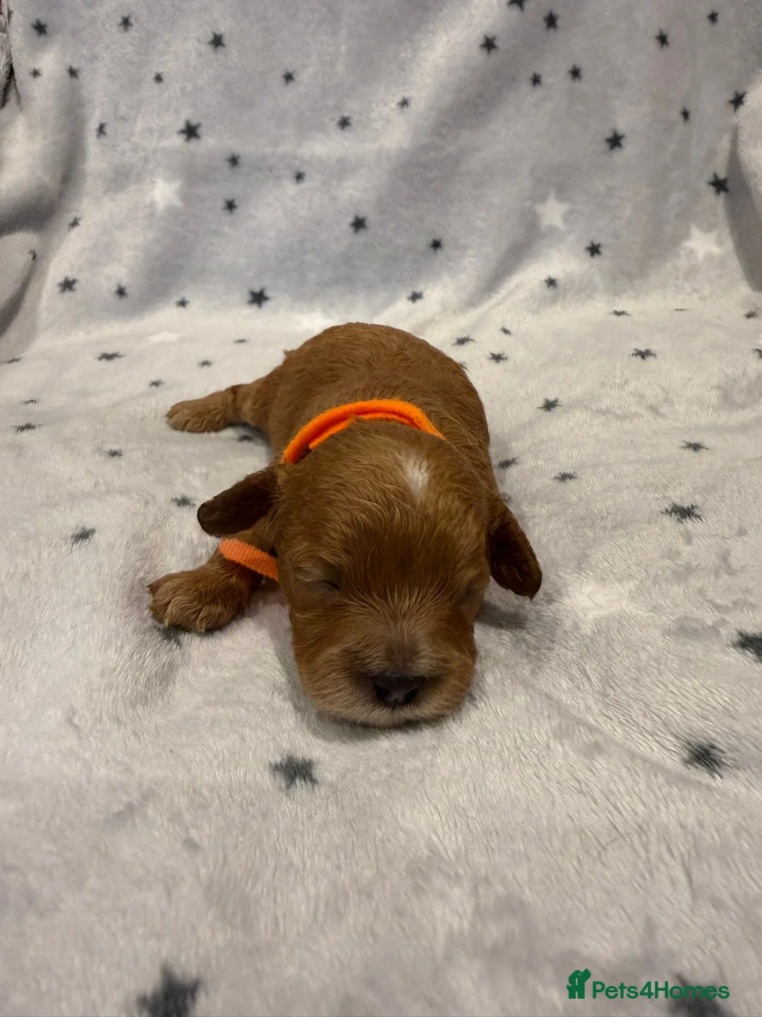 Cavapoo dogs for sale: F1 2 Boys 2 Girls available - Advert 5