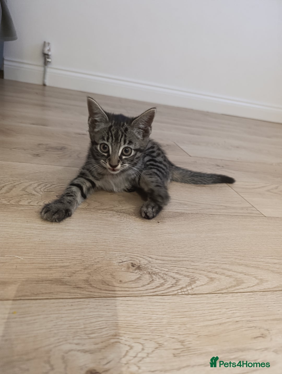 Mixed Breed cats for sale: Beautiful mixed breed kittens - Image 3