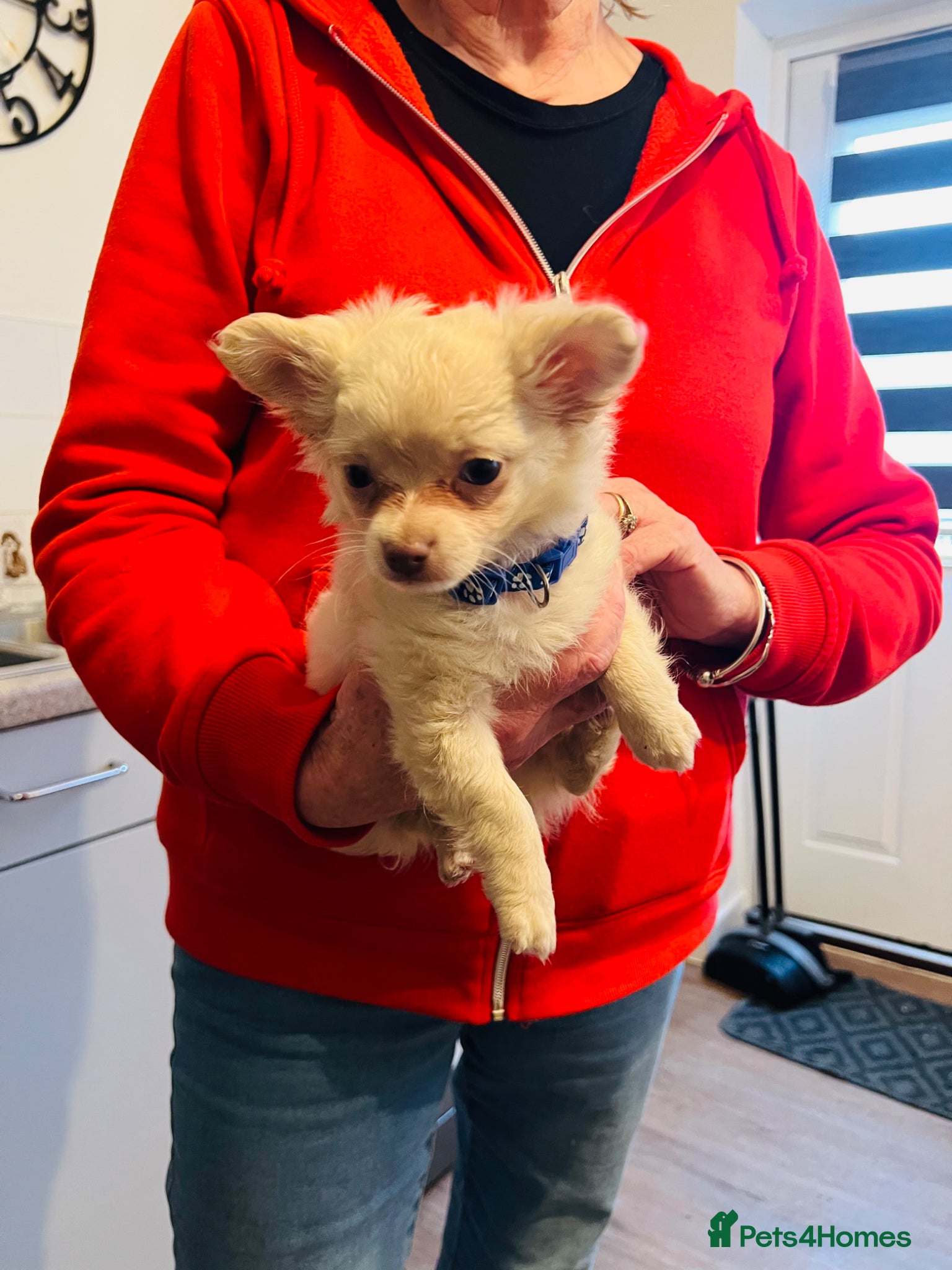 Chihuahua dogs Beautiful pure white long haired boy  - Advert 15