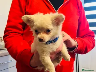 Chihuahua dogs Beautiful pure white long haired boy - Advert 15