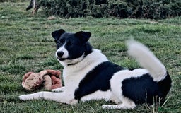 Mixed Breed dogs for adoption: SNOOPY - like a young Border Collie - Image 12