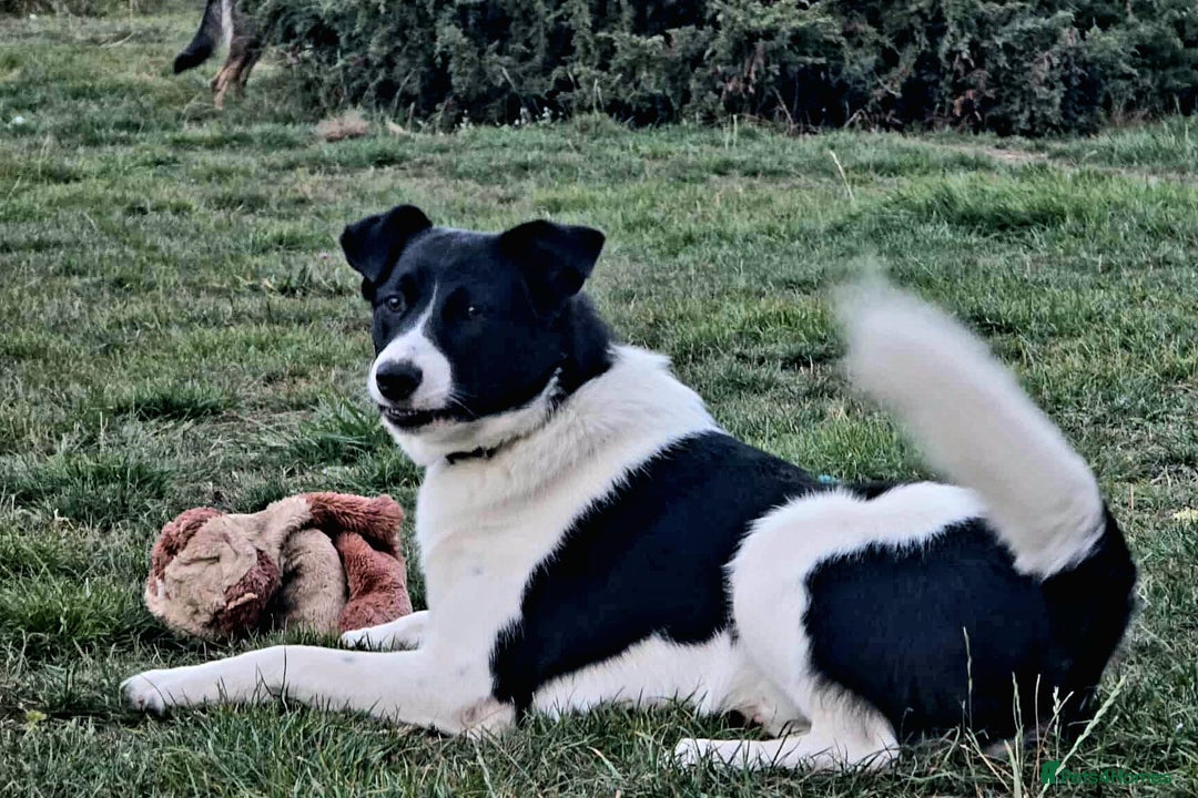 Mixed Breed dogs for adoption: SNOOPY - like a young Border Collie - Image 12