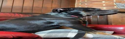 Mixed Breed dogs for sale: Maverick - rottie cross  in Birkenhead - Advert 4