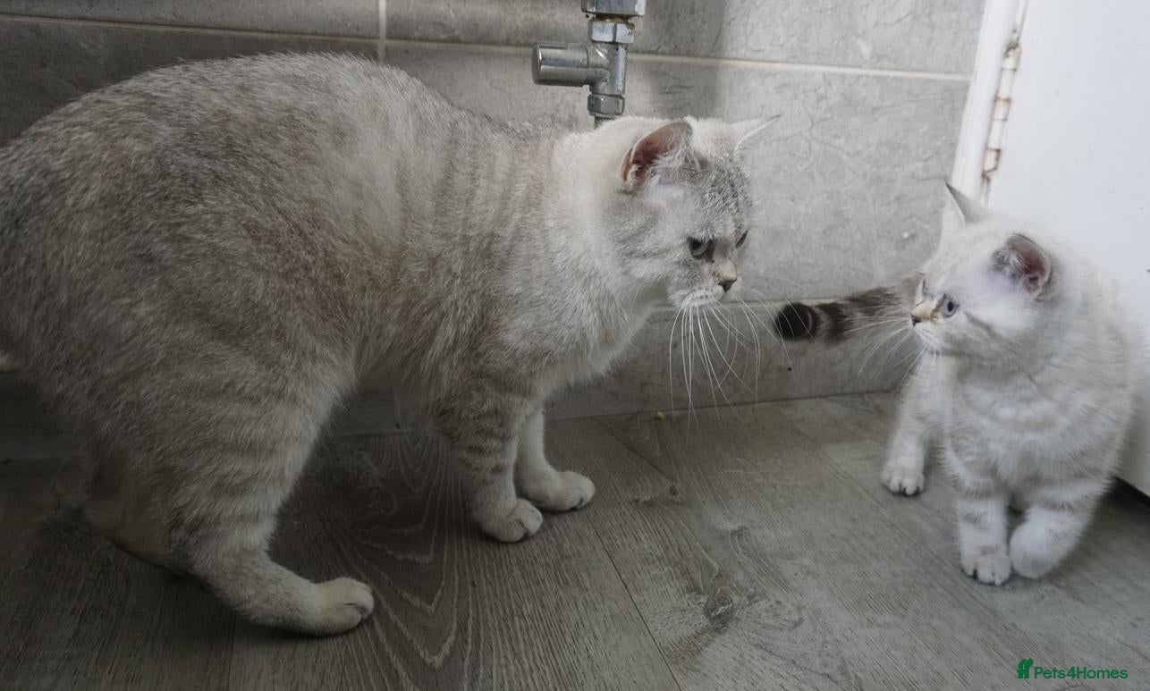 British Shorthair cats British Shorthair Kittens - Advert 2