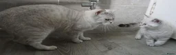 British Shorthair cats for sale: British Shorthair Kittens - Advert 2