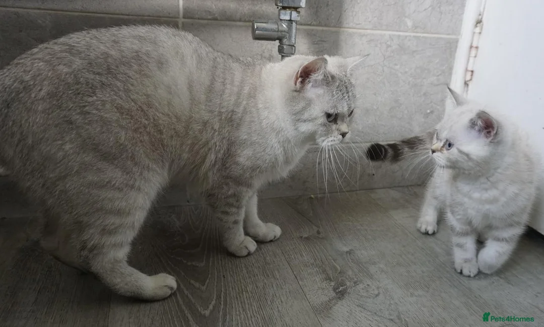 British Shorthair cats for sale: British Shorthair Kittens - Advert 2