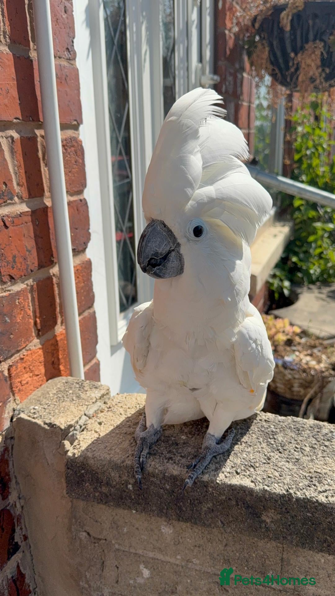 Cockatoo birds for sale: UMBRELLA COCKATOO OWNER REQUIRED –  🦜 - Advert 1