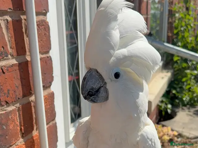 Cockatoo birds for sale: UMBRELLA COCKATOO OWNER REQUIRED – 🦜 - Advert 1